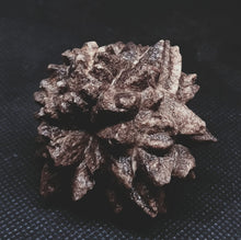 Load image into Gallery viewer, Whitw Cliff Pineapple Opal Potch Fossil no Color Ultra rare