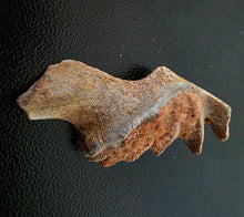 Load image into Gallery viewer, Australian LungFish Jaw Fossil Teeth Lightning Ridge - Limanty
