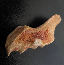 Load image into Gallery viewer, Australian LungFish Jaw Fossil Teeth Lightning Ridge - Limanty