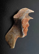 Load image into Gallery viewer, Australian LungFish Jaw Fossil Teeth Lightning Ridge - Limanty