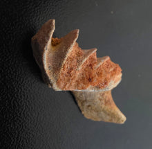 Load image into Gallery viewer, Australian LungFish Jaw Fossil Teeth Lightning Ridge - Limanty