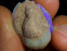 Load image into Gallery viewer, Opalised Saltwater Sea Snail Fossil Opal 27.4ct Shellfish Gastropoda 100%Natural