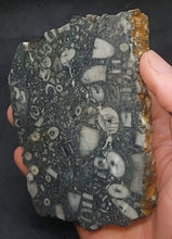 Load image into Gallery viewer, Zooplankton Opalised Fossil Slab Black Opal Potch No color Cluster Multiple Organisms 236g - Limanty