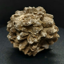 Load image into Gallery viewer, Whitw Cliff Pineapple Opal Potch Fossil no Color Ultra rare - Limanty