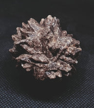 Load image into Gallery viewer, Whitw Cliff Pineapple Opal Potch Fossil no Color Ultra rare