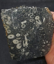 Load image into Gallery viewer, Zooplankton Opalised Fossil Slab Black Opal Potch No color Cluster Multiple Organisms 236g - Limanty
