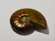 Load image into Gallery viewer, RARE AMMONITES - Limanty