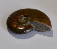 Load image into Gallery viewer, RARE AMMONITES - Limanty