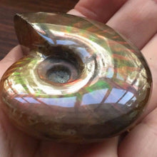 Load image into Gallery viewer, RARE AMMONITES - Limanty