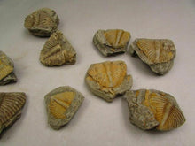 Load image into Gallery viewer, Natural Trilobite Tail Fossil - Limanty