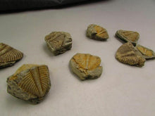 Load image into Gallery viewer, Natural Trilobite Tail Fossil - Limanty