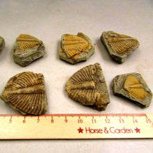 Load image into Gallery viewer, Natural Trilobite Tail Fossil - Limanty