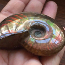 Load image into Gallery viewer, RARE AMMONITES - Limanty