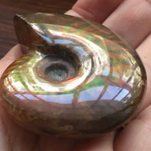 Load image into Gallery viewer, RARE AMMONITES - Limanty