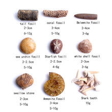 Load image into Gallery viewer, Elegant Mystery Box Set of Fossils and Seafish Shark Teeth - Limanty
