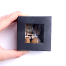 Load image into Gallery viewer, Elegant Mystery Box Set of Fossils and Seafish Shark Teeth - Limanty