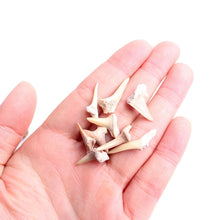 Load image into Gallery viewer, Elegant Mystery Box Set of Fossils and Seafish Shark Teeth - Limanty