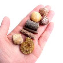 Load image into Gallery viewer, Elegant Mystery Box Set of Fossils and Seafish Shark Teeth - Limanty