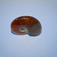 Load image into Gallery viewer, Ammonite Fossil - Limanty