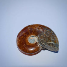 Load image into Gallery viewer, Ammonite Fossil - Limanty