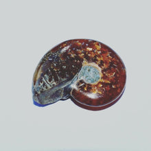 Load image into Gallery viewer, Ammonite Fossil - Limanty