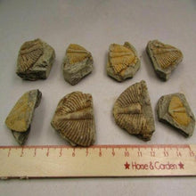 Load image into Gallery viewer, Natural Trilobite Tail Fossil - Limanty