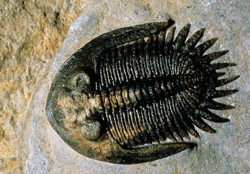 Interesting Information about Trilobite !!