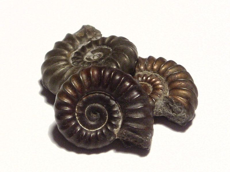 Interesting spiral creation of ammonites