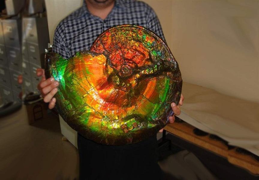 Magical Opal transformation of Ammonite !!!!!!