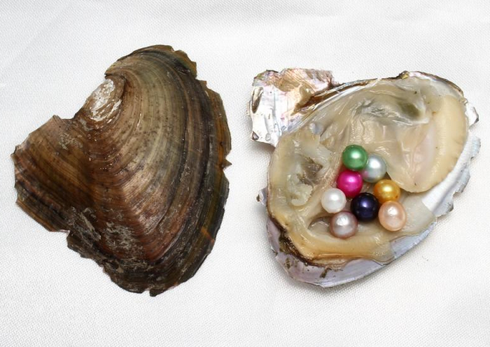 How Do Oysters Make Pearls?