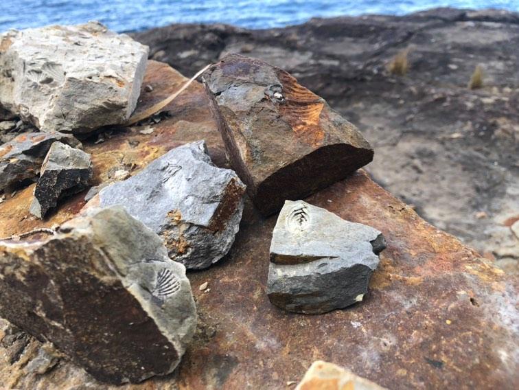 Delving into Tasmania's Fossil Riches: Unearthing Rare Marine Treasures