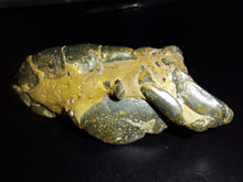 Load image into Gallery viewer, Mangrove Lobster Fossil - Limanty
