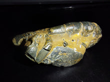 Load image into Gallery viewer, Mangrove Lobster Fossil - Limanty
