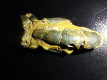 Load image into Gallery viewer, Mangrove Lobster Fossil - Limanty
