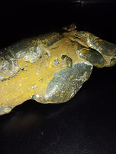 Load image into Gallery viewer, Mangrove Lobster Fossil - Limanty
