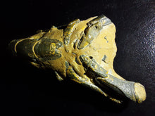 Load image into Gallery viewer, Mangrove Lobster Fossil - Limanty
