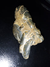 Load image into Gallery viewer, Mangrove Lobster Fossil - Limanty
