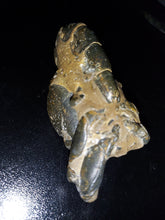 Load image into Gallery viewer, Mangrove Lobster Fossil - Limanty
