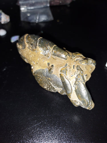 Mangrove Lobster Fossil - Limanty