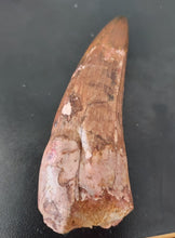 Load image into Gallery viewer, Egyptian Fossilized Spinosaurus Tooth 56g 85mm long
