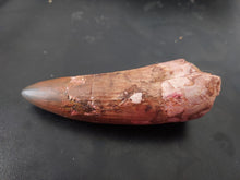 Load image into Gallery viewer, Egyptian Fossilized Spinosaurus Tooth 56g 85mm long
