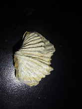 Load image into Gallery viewer, Tasmanian Salwater Shellfish Fossil 24.7ct 100% Natural
