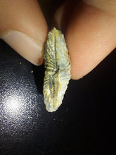 Load image into Gallery viewer, Tasmanian Salwater Shellfish Fossil 24.7ct 100% Natural
