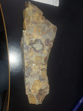 Load image into Gallery viewer, 776g/3880ct Tasmanian Cluster Salwater Fossils 100% Natural Australia Hyper Rare
