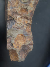 Load image into Gallery viewer, 776g/3880ct Tasmanian Cluster Salwater Fossils 100% Natural Australia Hyper Rare
