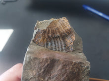 Load image into Gallery viewer, 776g/3880ct Tasmanian Cluster Salwater Fossils 100% Natural Australia Hyper Rare
