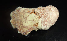 Load image into Gallery viewer, Prehistoric Australian Marsupial Skull Fossilized in Opal - A Lightning Ridge Jurassic Era
