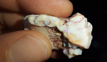 Load image into Gallery viewer, Prehistoric Australian Marsupial Skull Fossilized in Opal - A Lightning Ridge Jurassic Era
