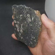 Load and play video in Gallery viewer, Zooplankton Opalised Fossil Slab Black Opal Potch No color Cluster Multiple Organisms 236g
