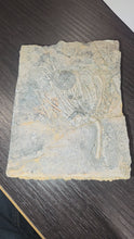 Load and play video in Gallery viewer, Crinoid &amp; Ammonite Fossil cluster
